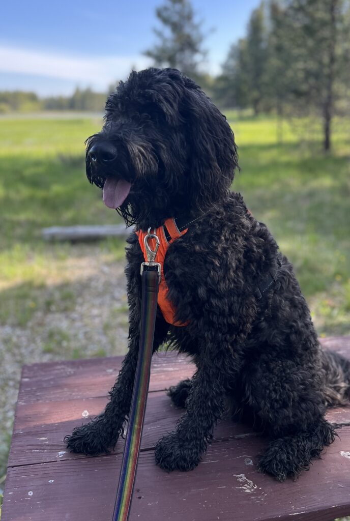 Office Dog Leo